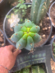 💎🌶️🌶️ NOM — 8.5” Tip