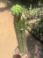 💎👑💎 Havran — Established Pup Graft on Rooted 15” Torres & Torres