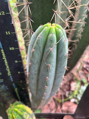 👑🌶️ Ventucky Blue — 12” Pup