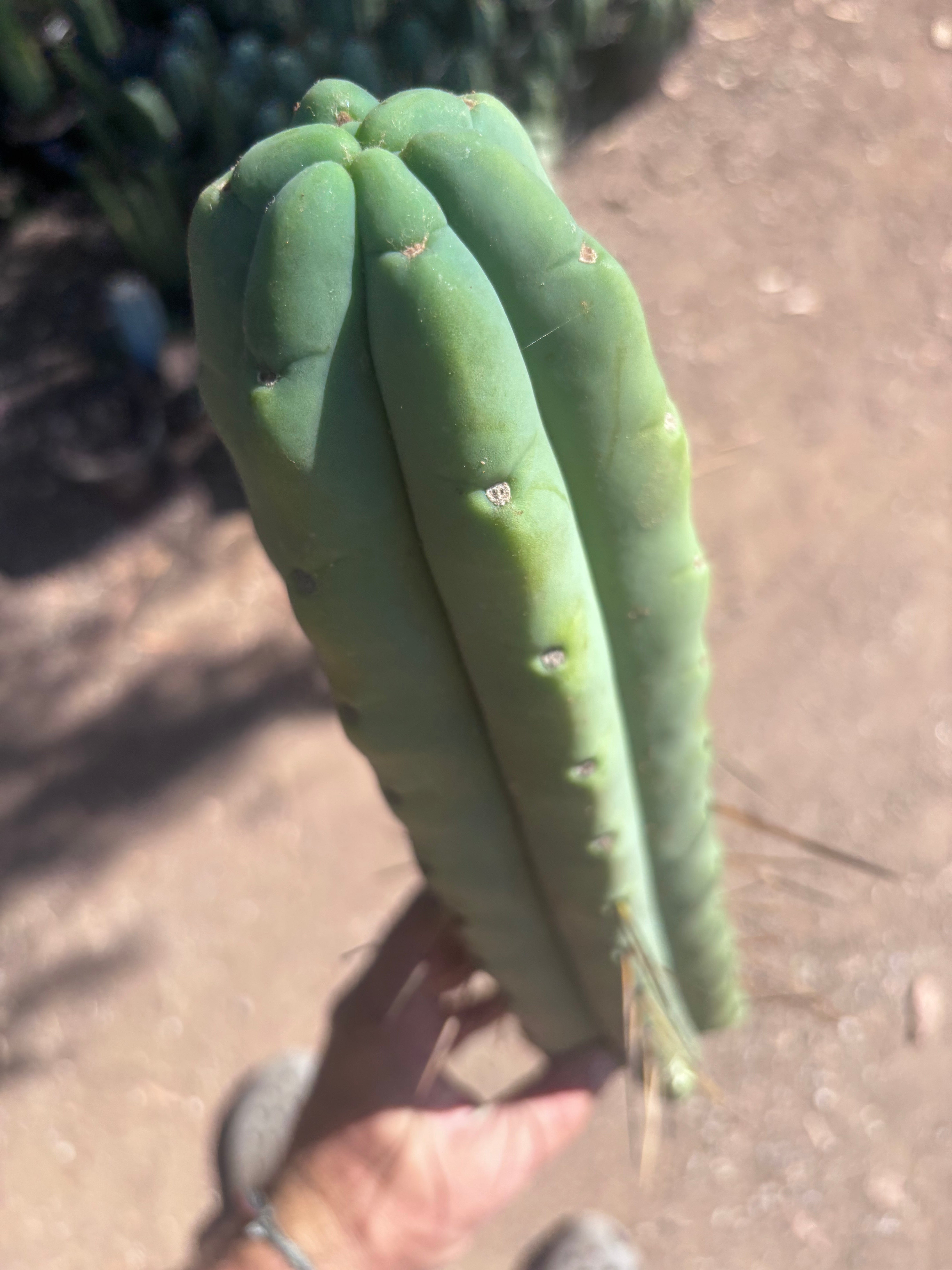 👑💎🌶️🌶️ Eileen — 15” Mega Tip
