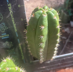 💎👑💎🌶️ CareBear — 6” Pup