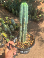 👑🌶️  Ashdod — Rooted 12” Tip