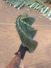💎🌀 A Cereus Tornado  — XXL 21” Pup