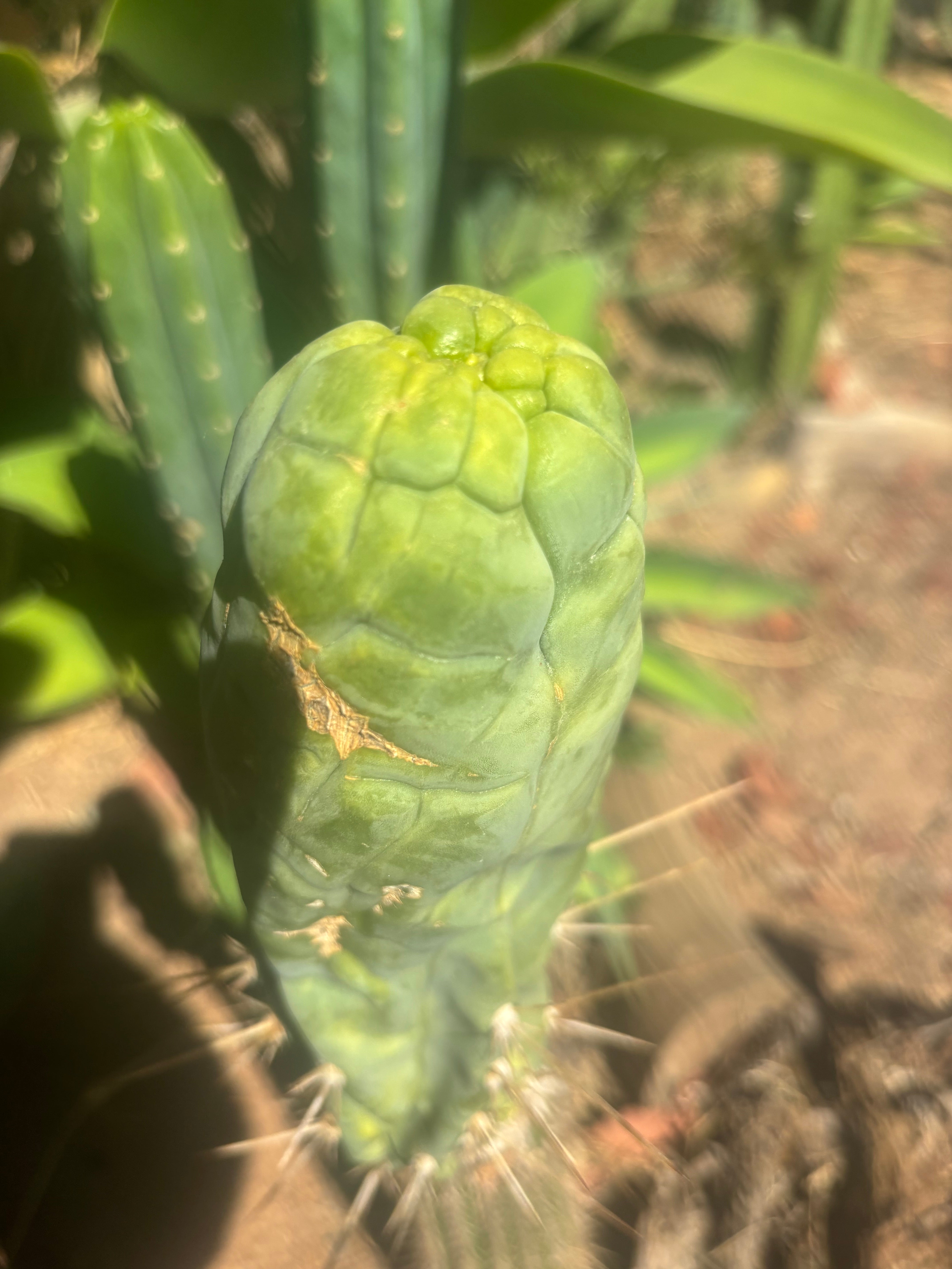 💎👑🐉 Bruce’s Dragon — 8” Tip