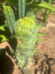 💎👑🐉 Bruce’s Dragon — 8” Tip