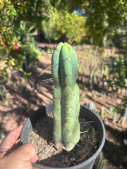 👑🌶️🌶️ Jiimz Twin Spine — Rooted 10” Tip