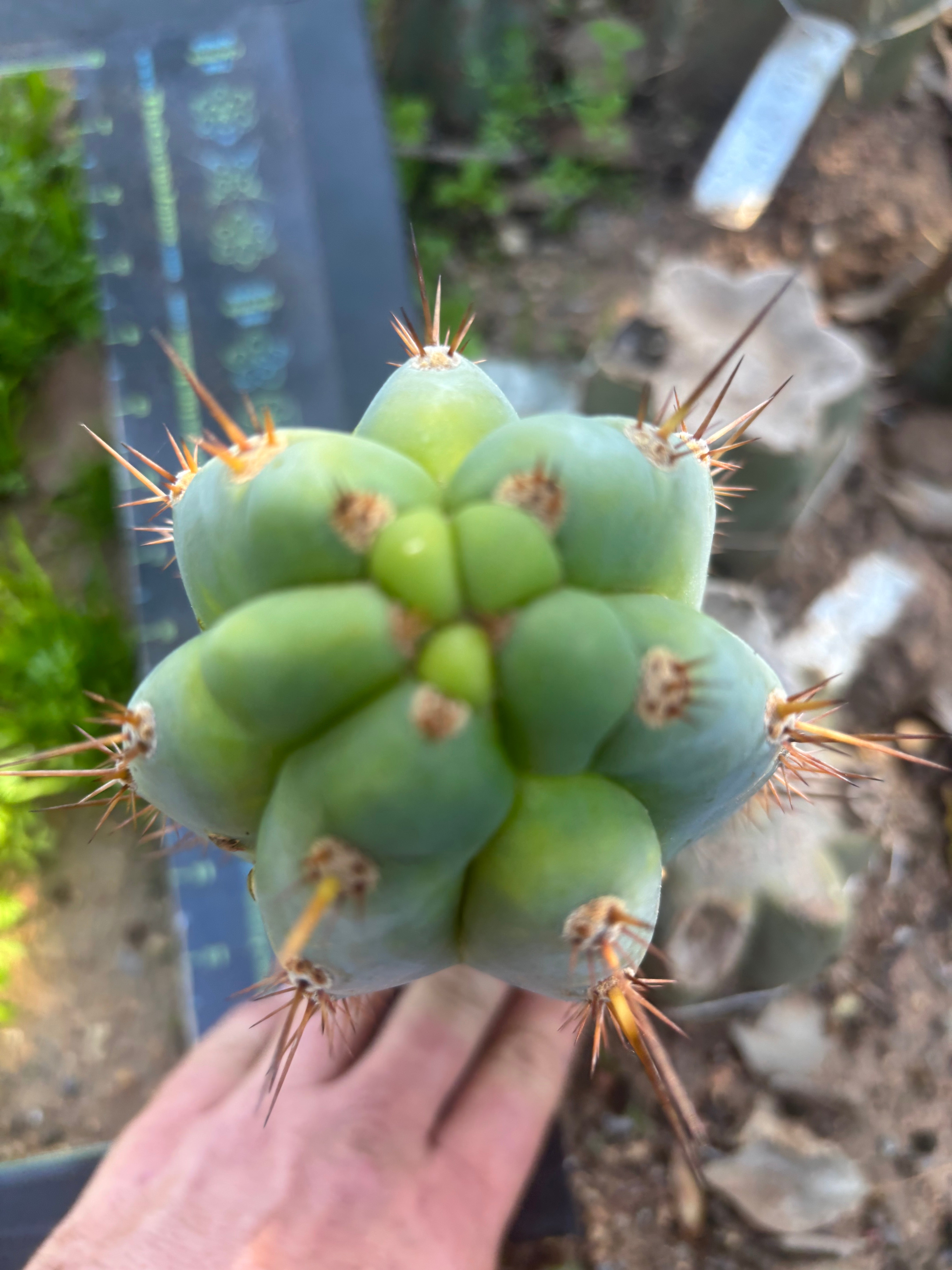 💎👑  Bart! (Monassa Blue) — Fat 8” Pup