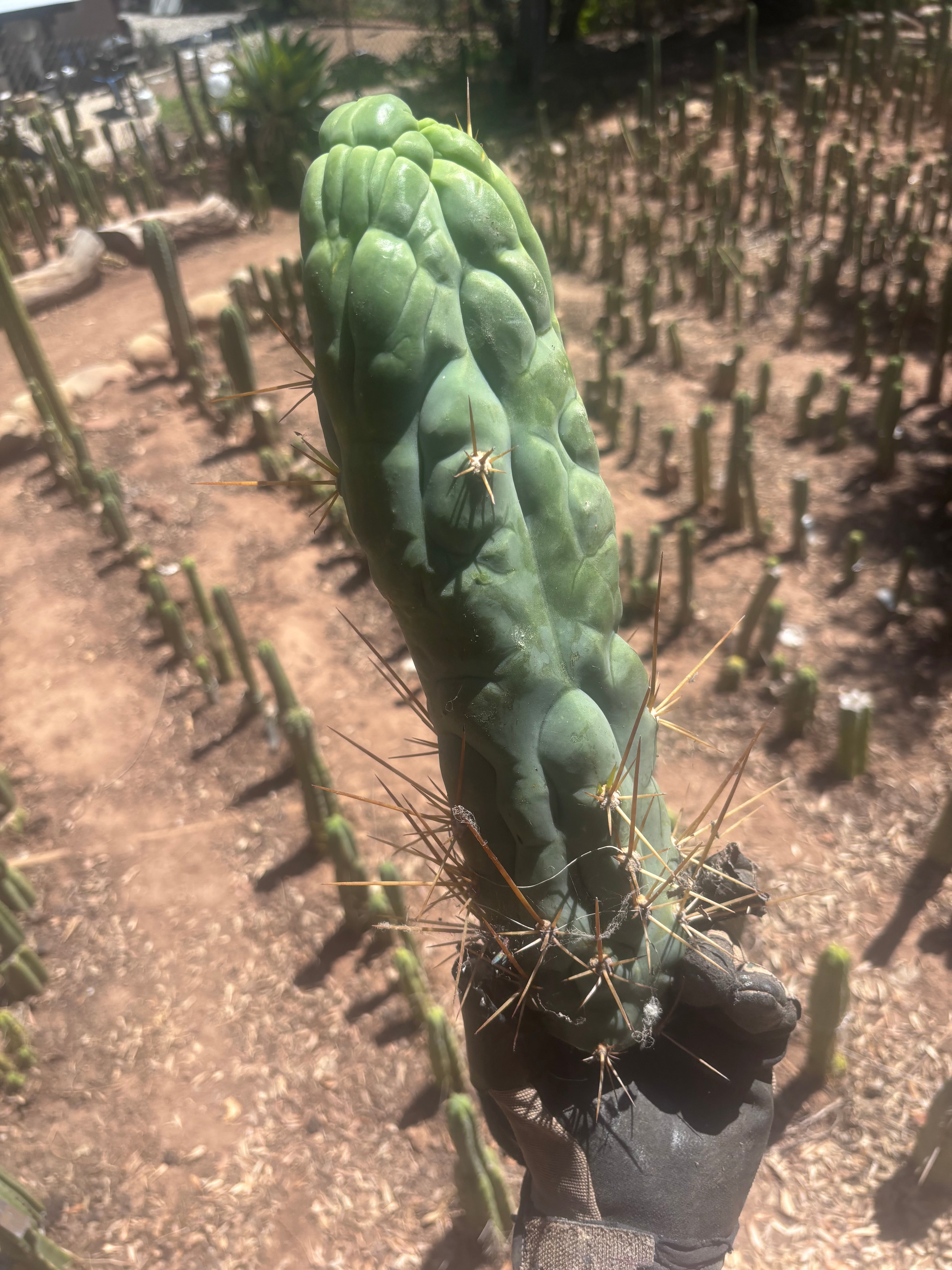 💎👑 Bruce’s Dragon — XXL 14” Tip