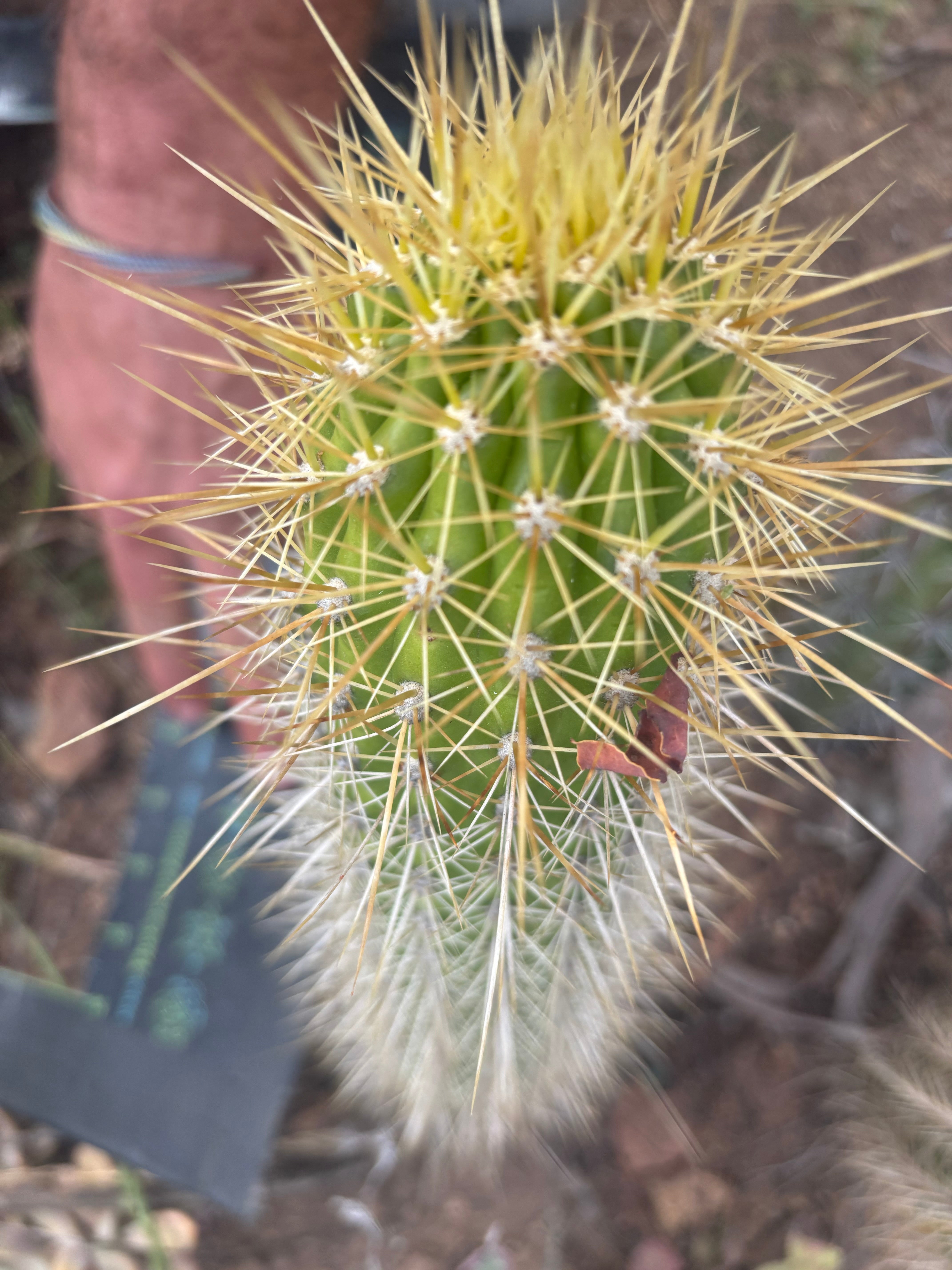 💎 T.Camarguensis  — 10” Tip