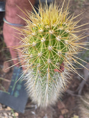 💎 T.Camarguensis  — 10” Tip