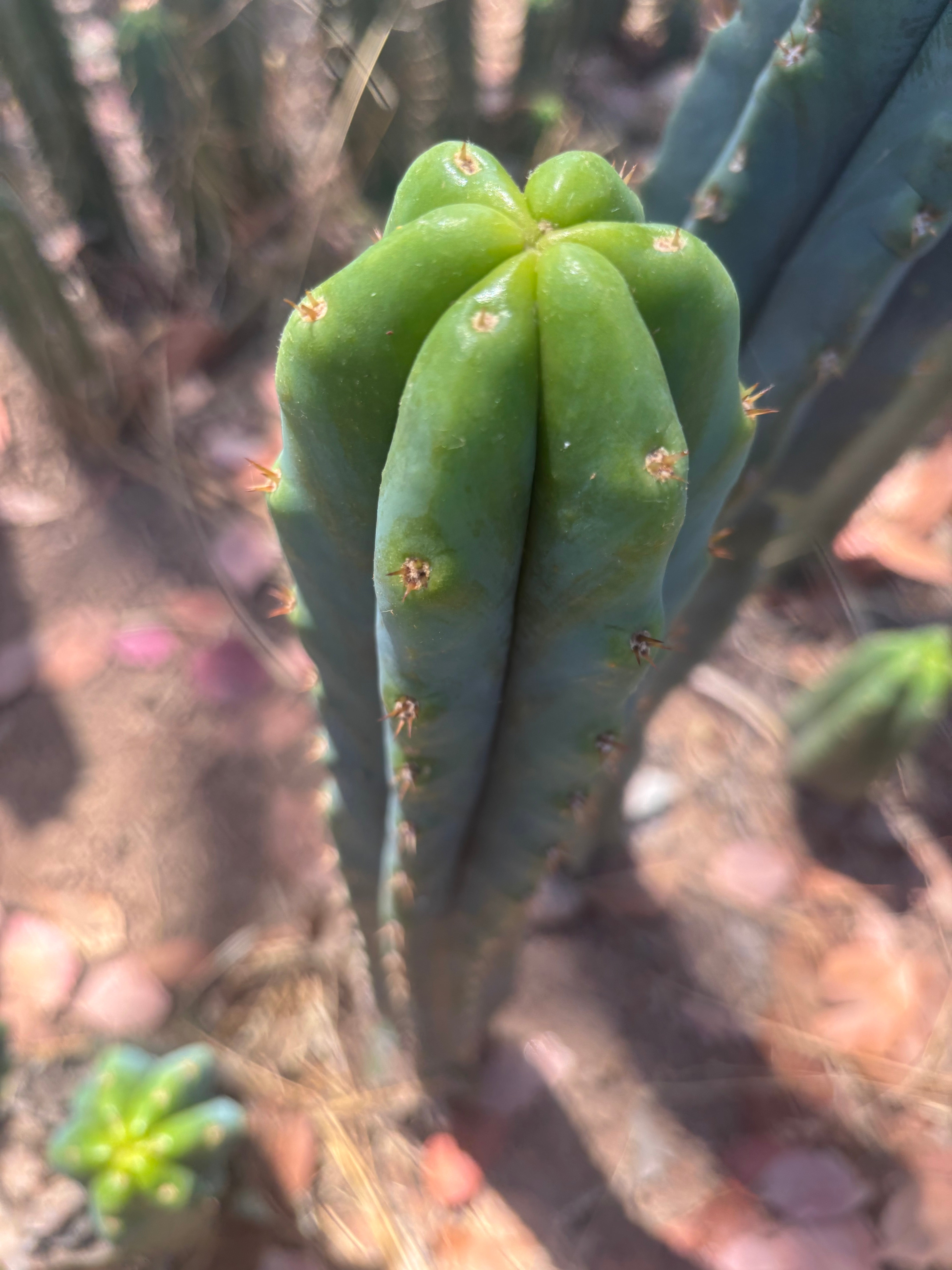 🌶️🌶️ NoidTwo — 10” Tip