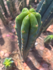🌶️🌶️ NoidTwo — 10” Tip