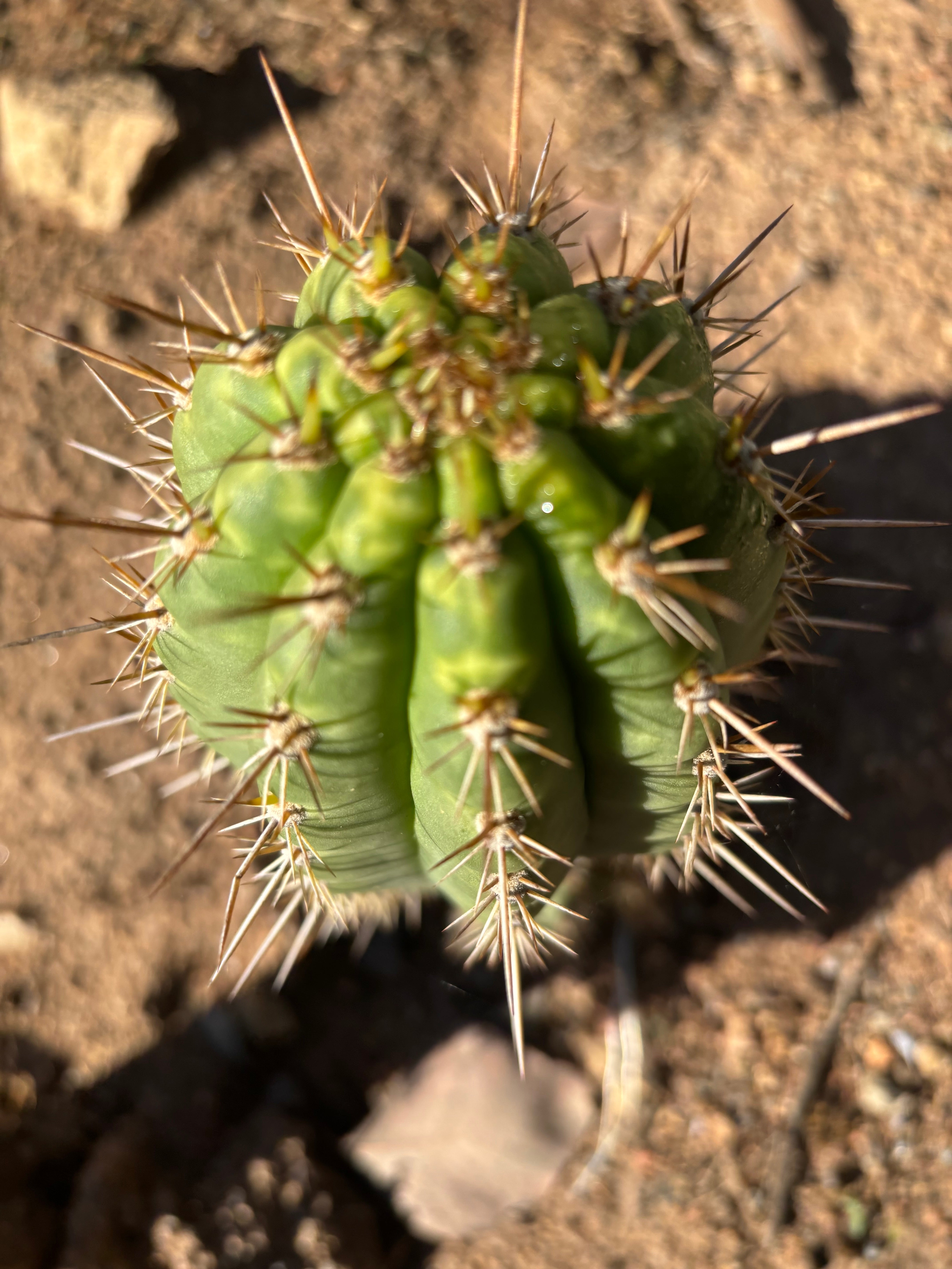 👑💎 Frankie — Fat 7” Pup