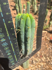👑🌶️ Species C — 11” Pup