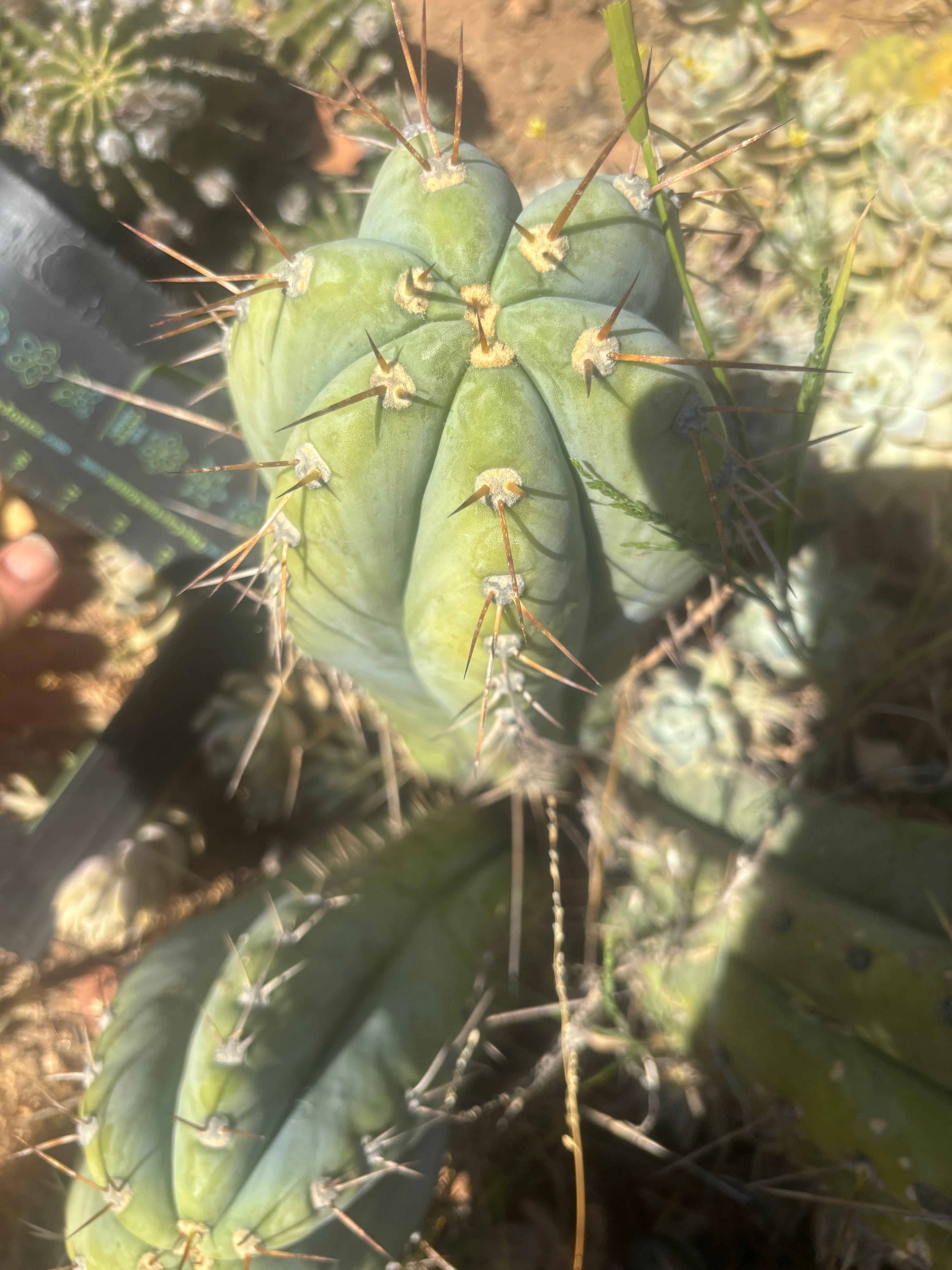 💎👑🌶️ CGG — Massive 16” Melon