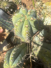 💎👑🌶️ CGG — Massive 16” Melon