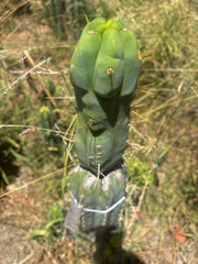 💎👑🌶️ Monster De Cota Cota — Chonky Tip