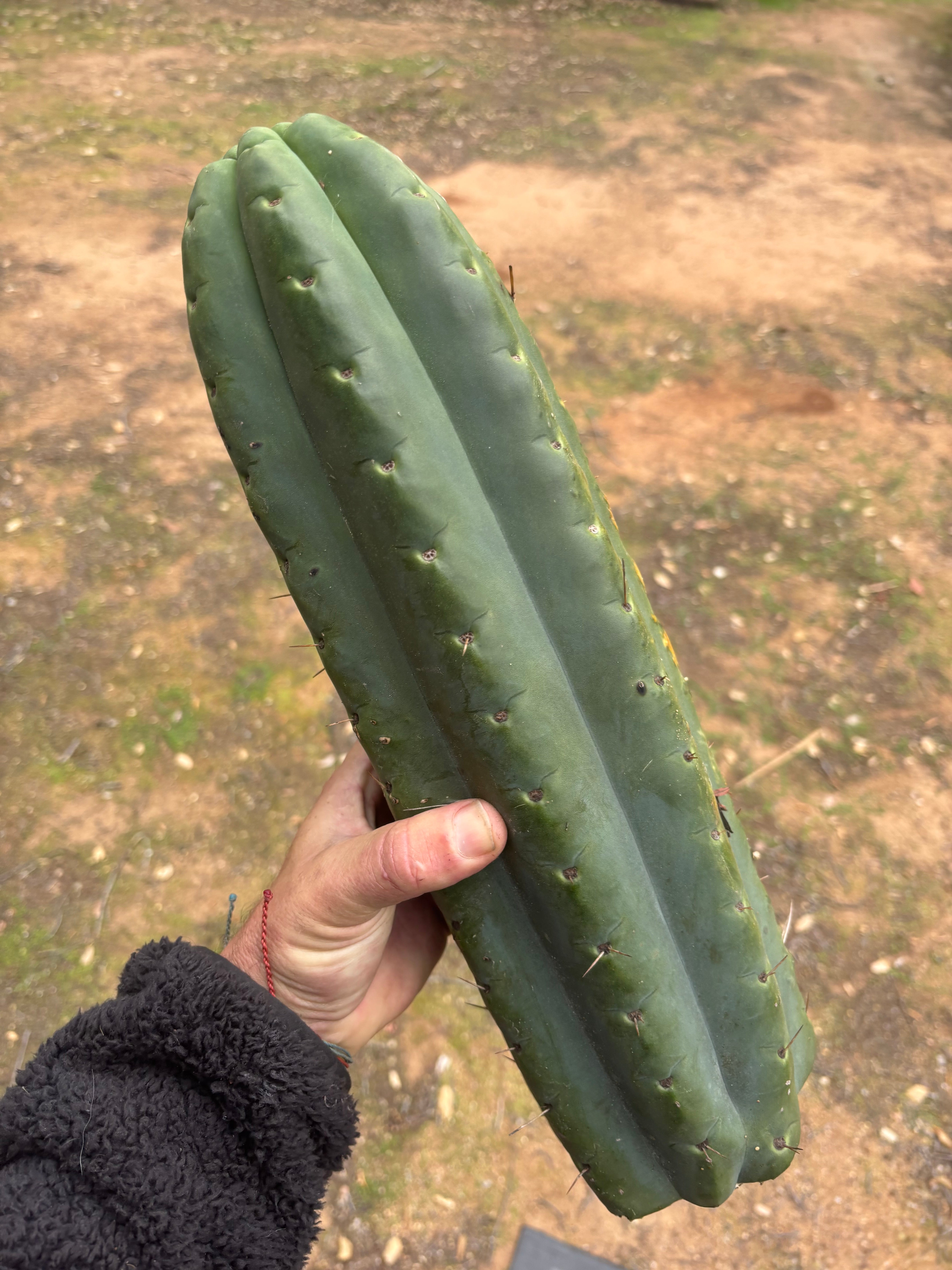 💎🌶️ SS02 x Yowie — MASSIVE 15” Tip