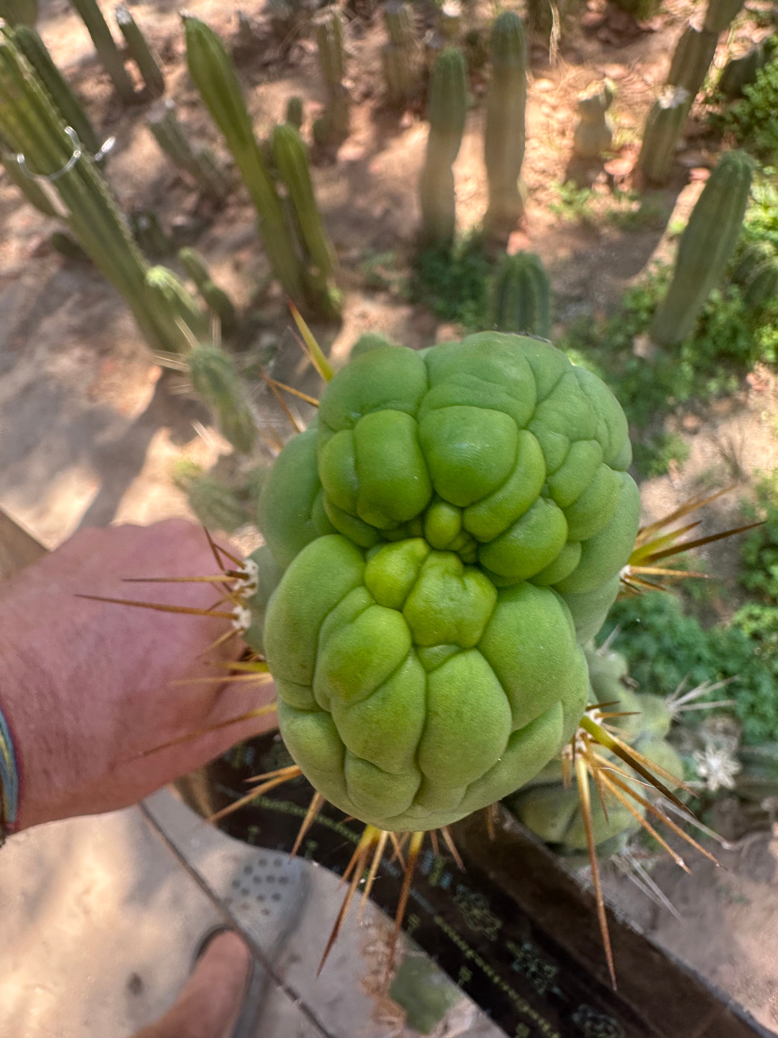 💎👑 Bruce’s Dragon — Chonky 8” Grenade