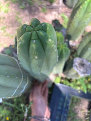 👑🌶️ DaFuq —  XL 14” Pup