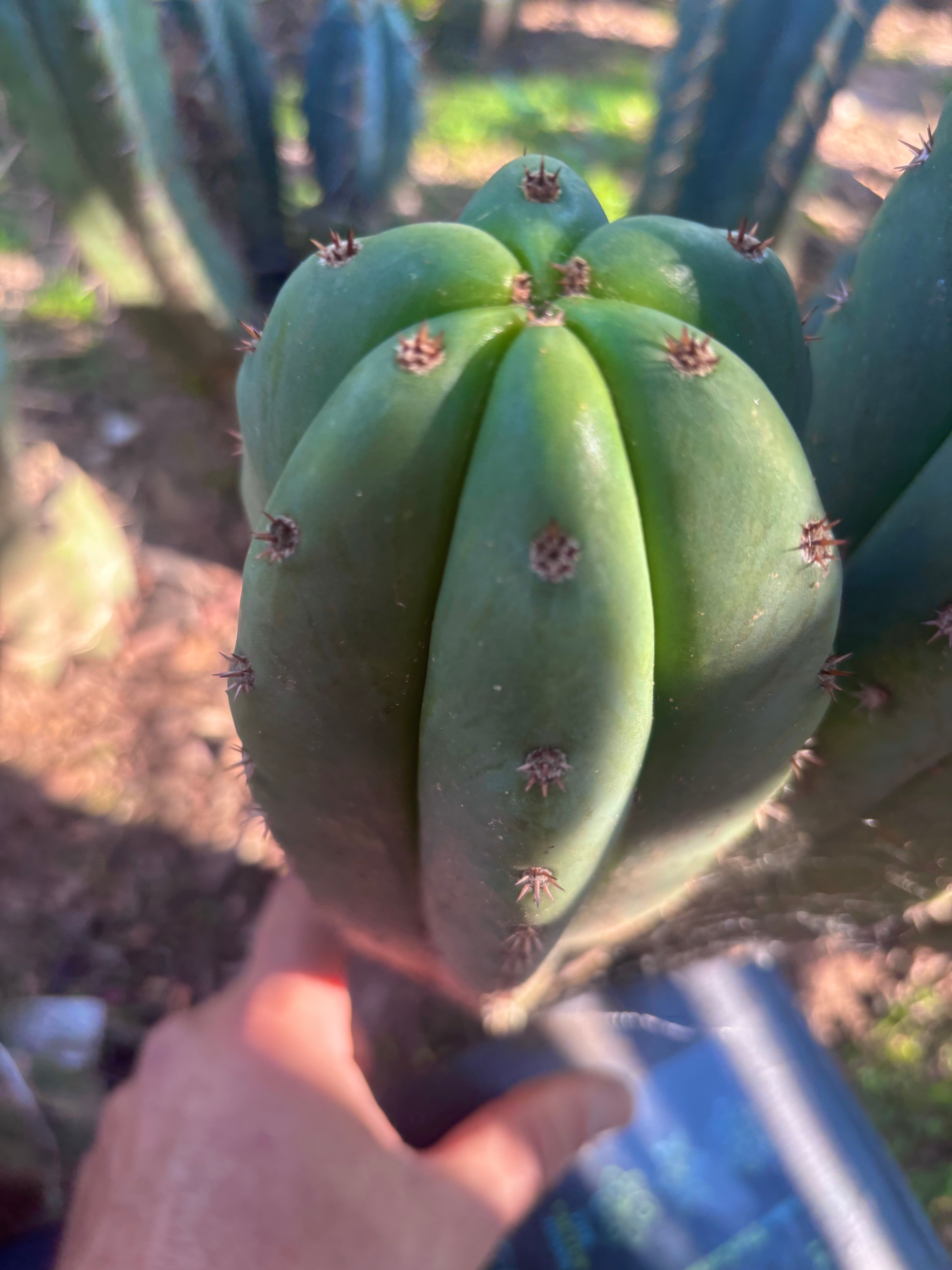 Dr. G x Sharxx  — 11” Pup