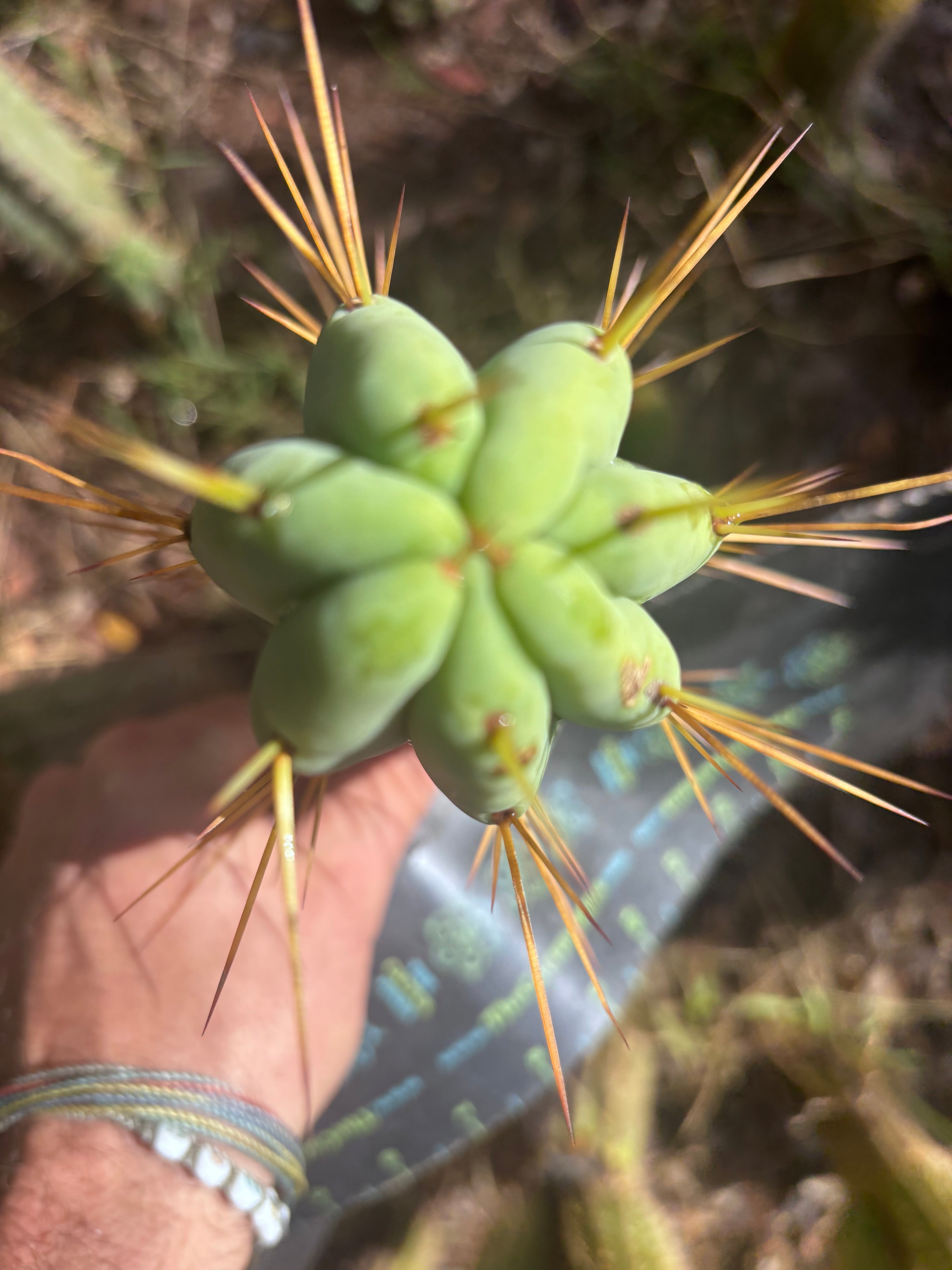 👑🌶️ MJC01  — 8” Pup