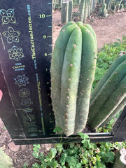 👑🌶️ Quito Qcumber — Restocked — 10” Tips