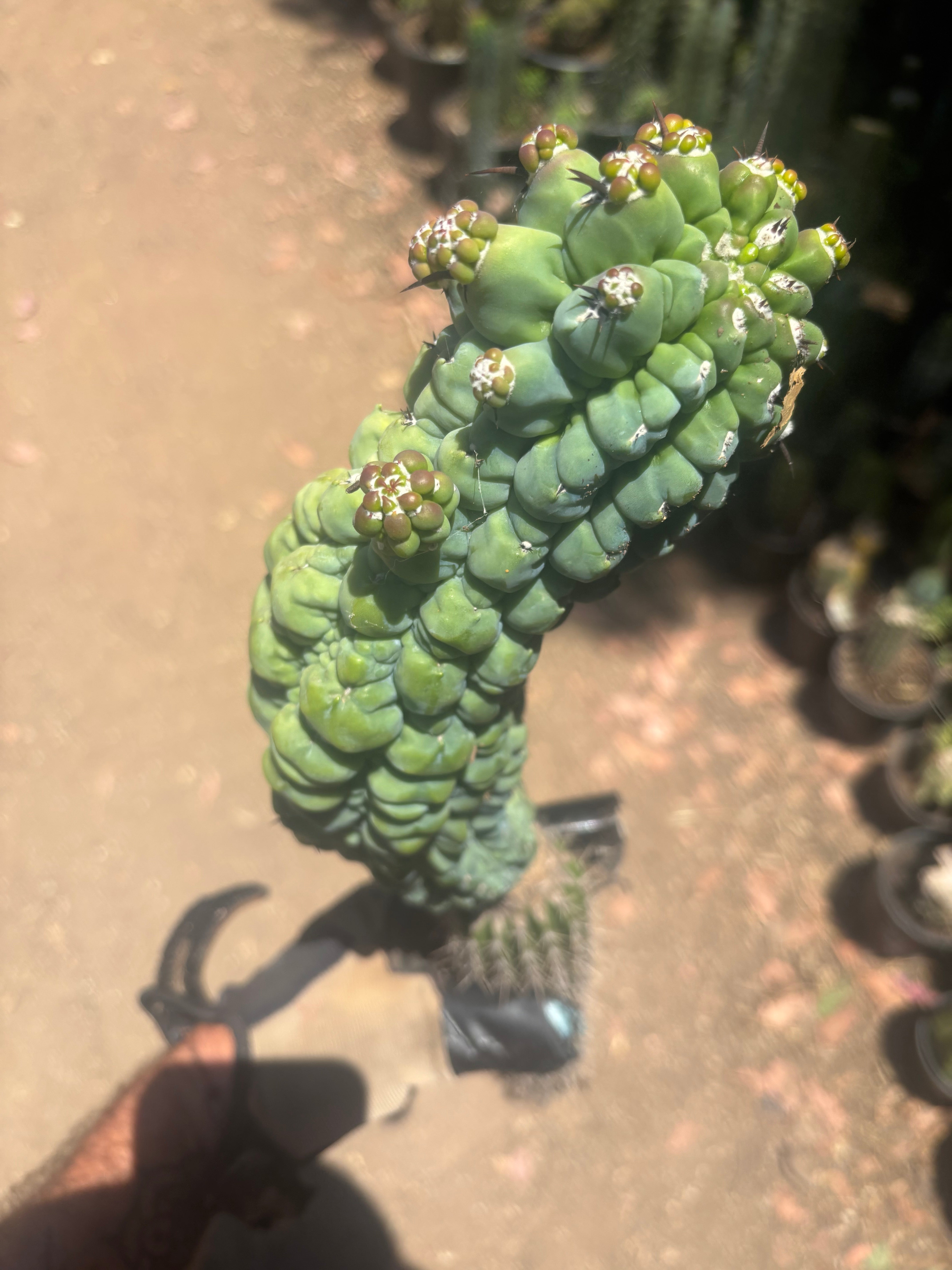 💎👑 Glorp —  XL Pupsploding Graft
