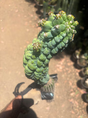 💎👑 Glorp —  XL Pupsploding Graft