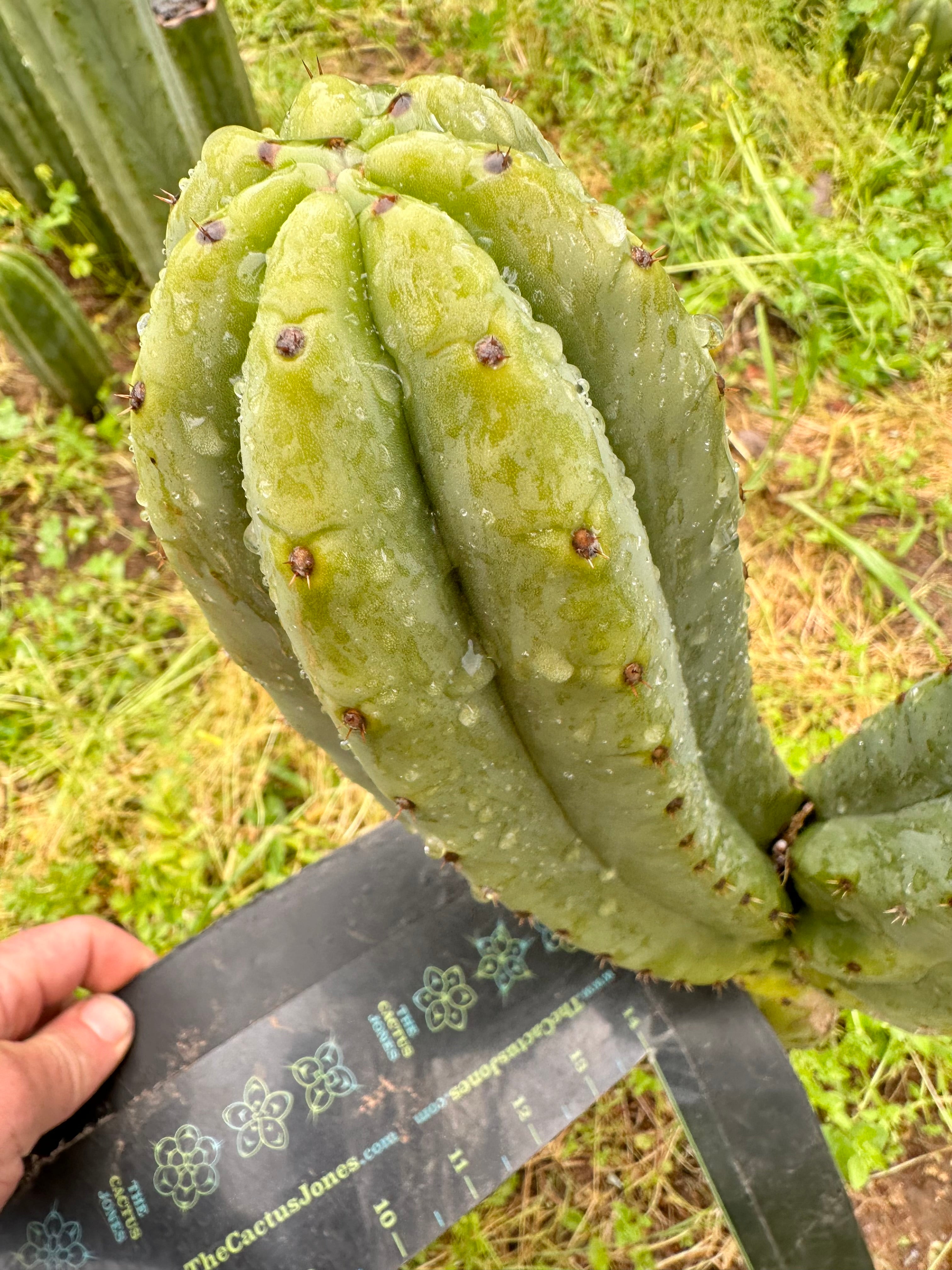 👑🌶️🌶️ Ogun — Beefy 10” Tips (3)