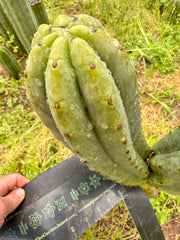 👑🌶️🌶️ Ogun — Beefy 10” Tips (3)