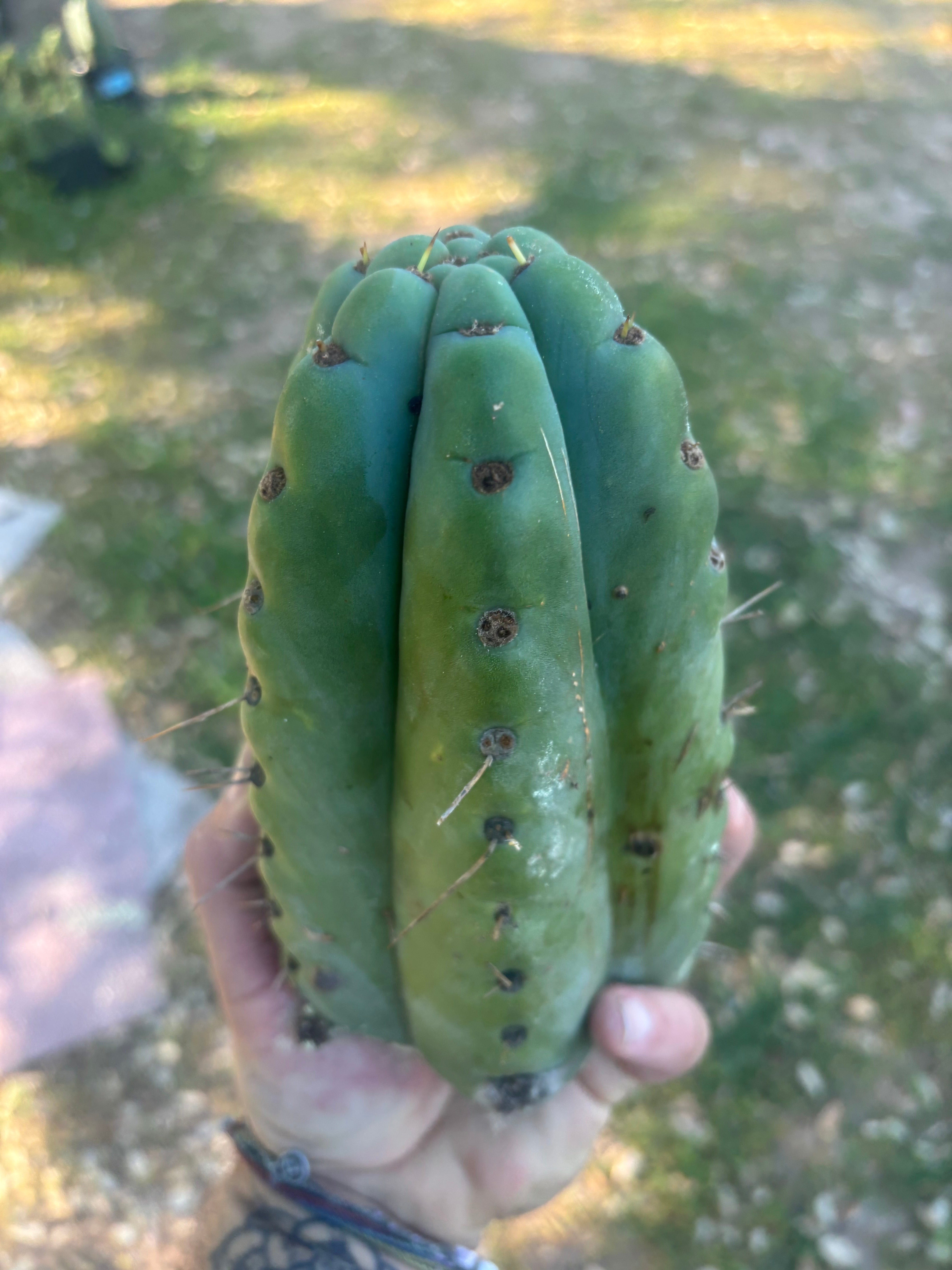 💎🌶️🌶️ NOM —  8” Tip Chonk