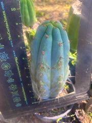 💎👑🌶️ Sharxx Blue — Thick 9” Tip