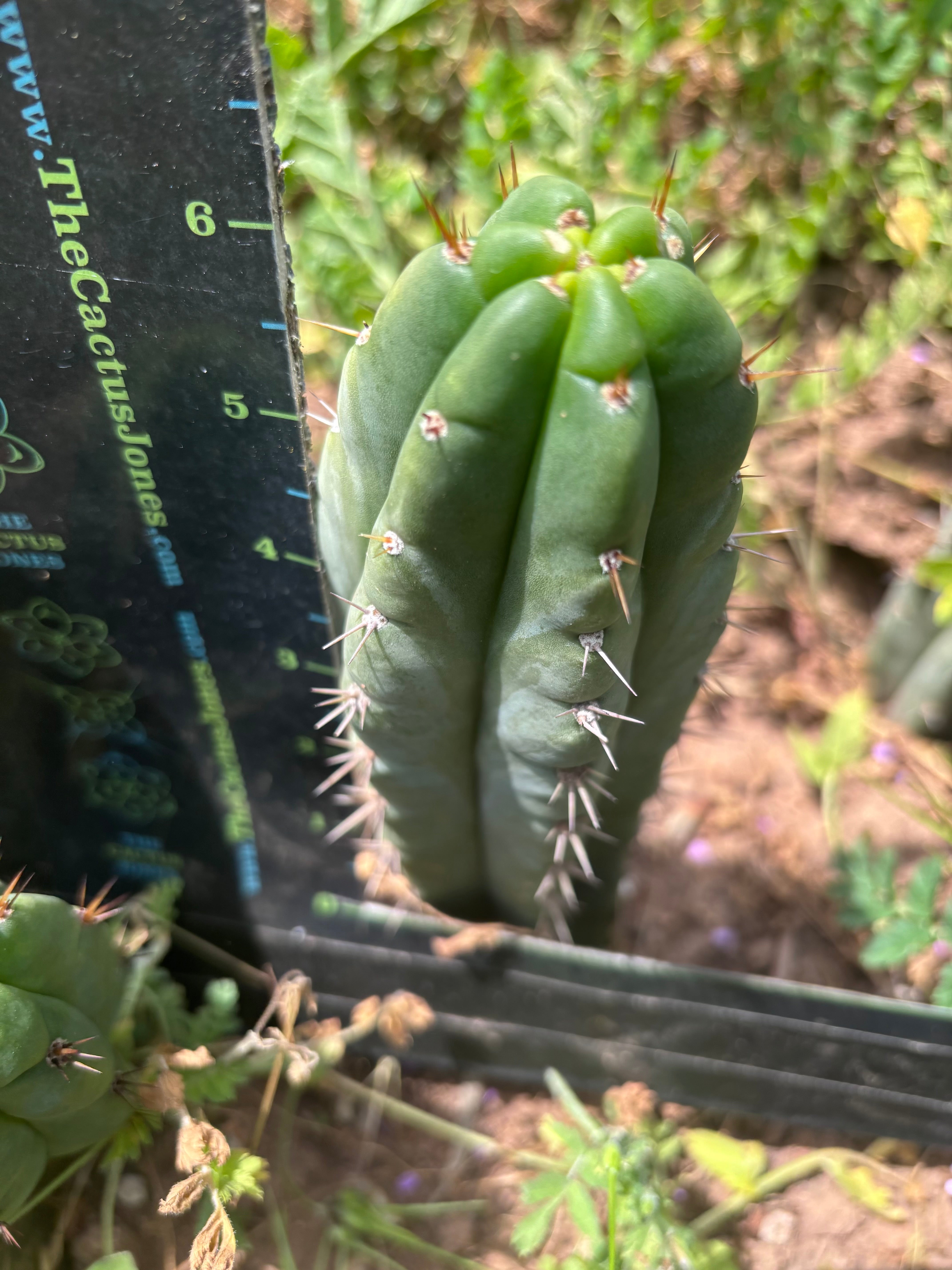 💎👑🌶️🌶️ Austy’s Bomb — 6.5” Tip