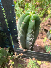 💎👑🌶️🌶️ Austy’s Bomb — 6.5” Tip
