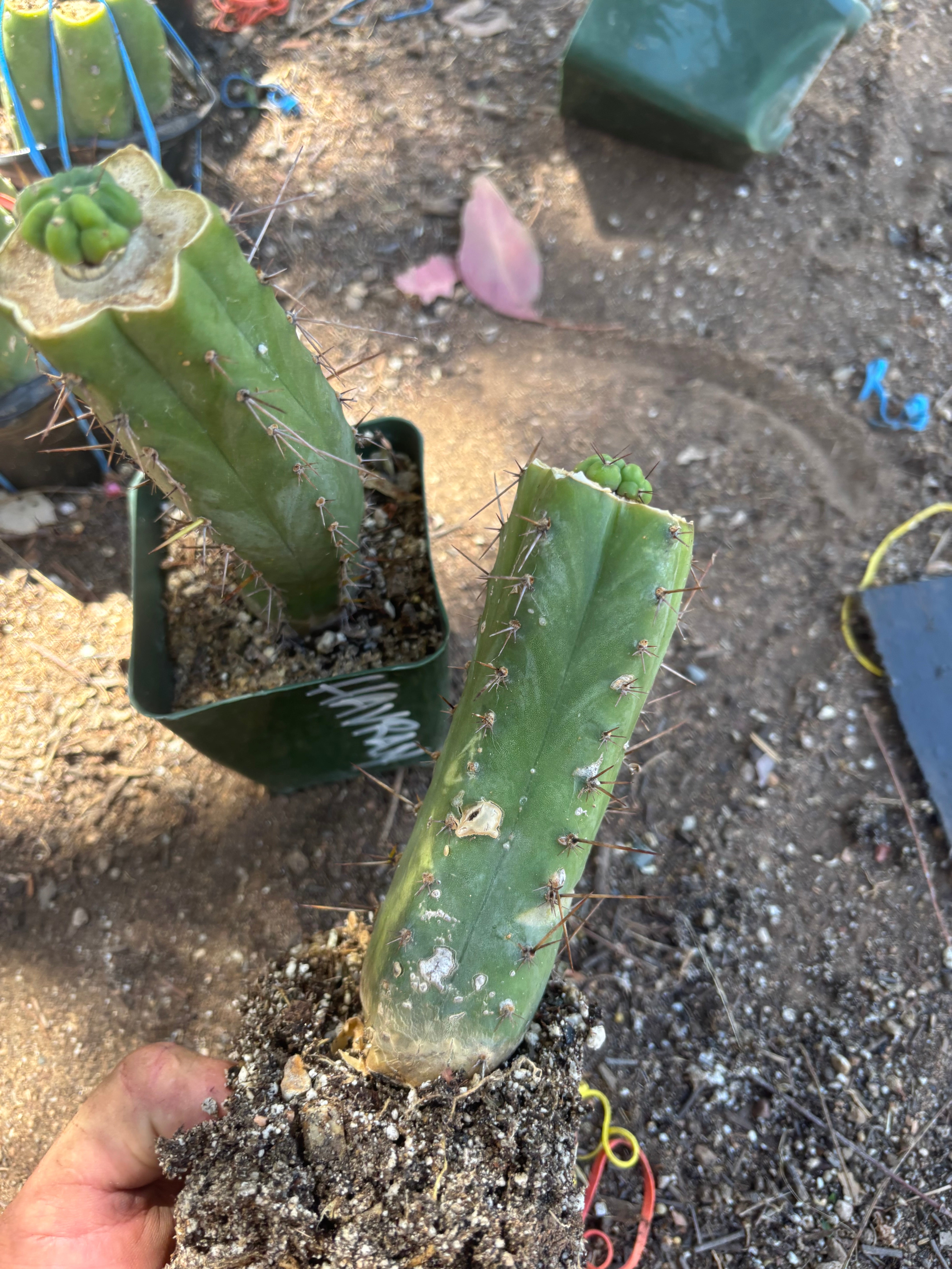 💎👑💎 Havran — Pup Graft on Rooted Hammer (2 Available)