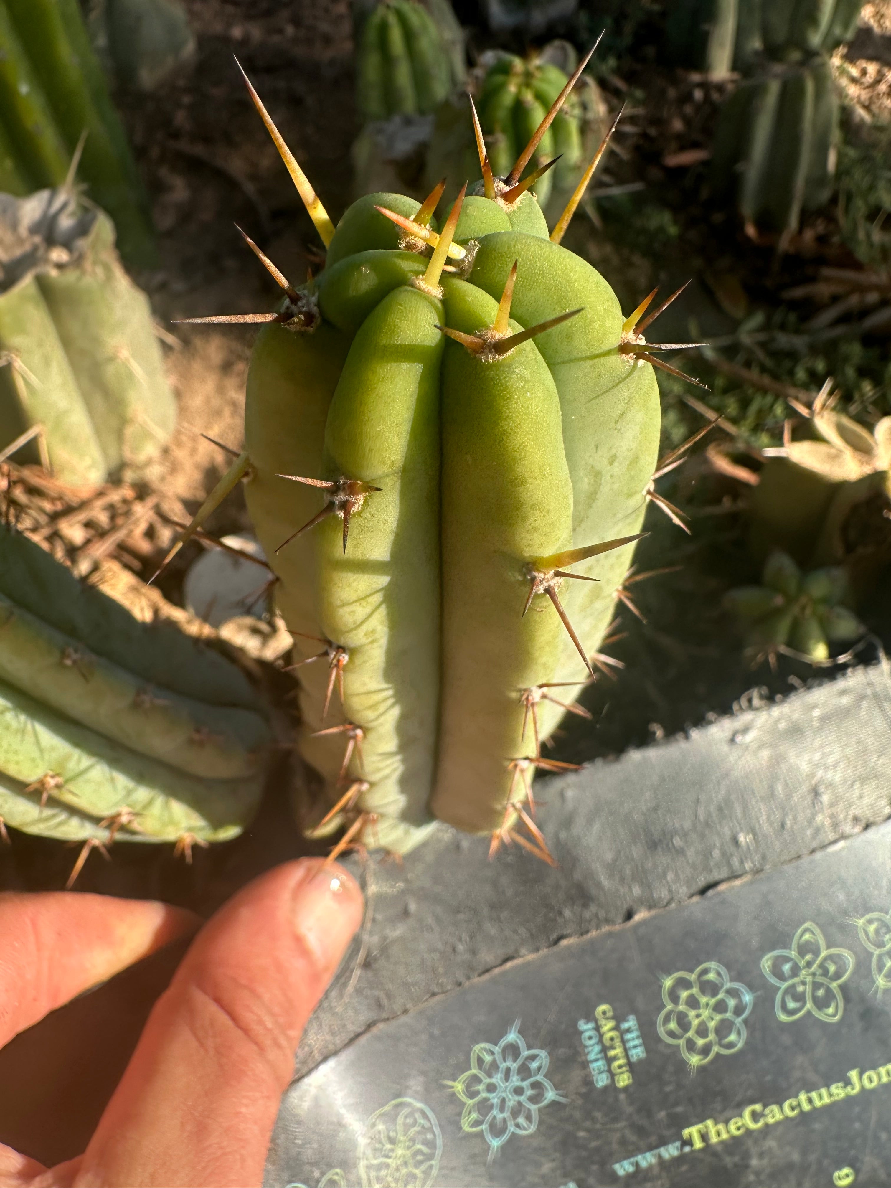 👑 🌶️ 🌶️ Pala! — The Weekly Pup (2 for 1)