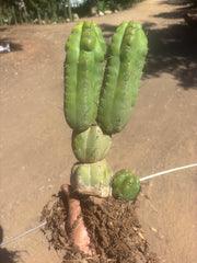 👑 TPM — Large Rooted Multi-Pupper