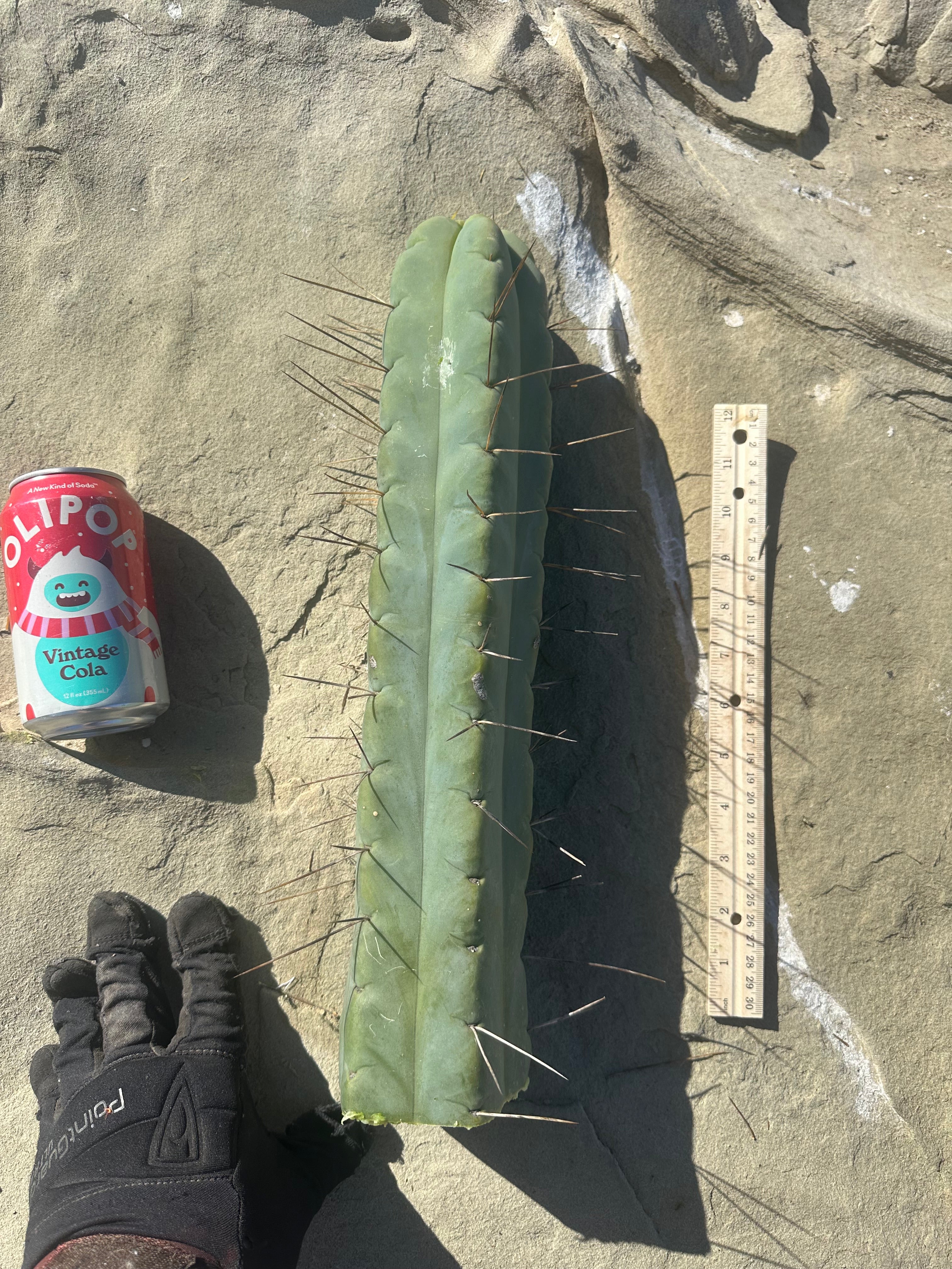 👑💎🌶️ TBQM  — Massive 15” Tip