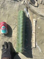 👑💎🌶️ TBQM  — Massive 15” Tip