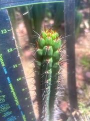 👑 SS04 — 13” Pup