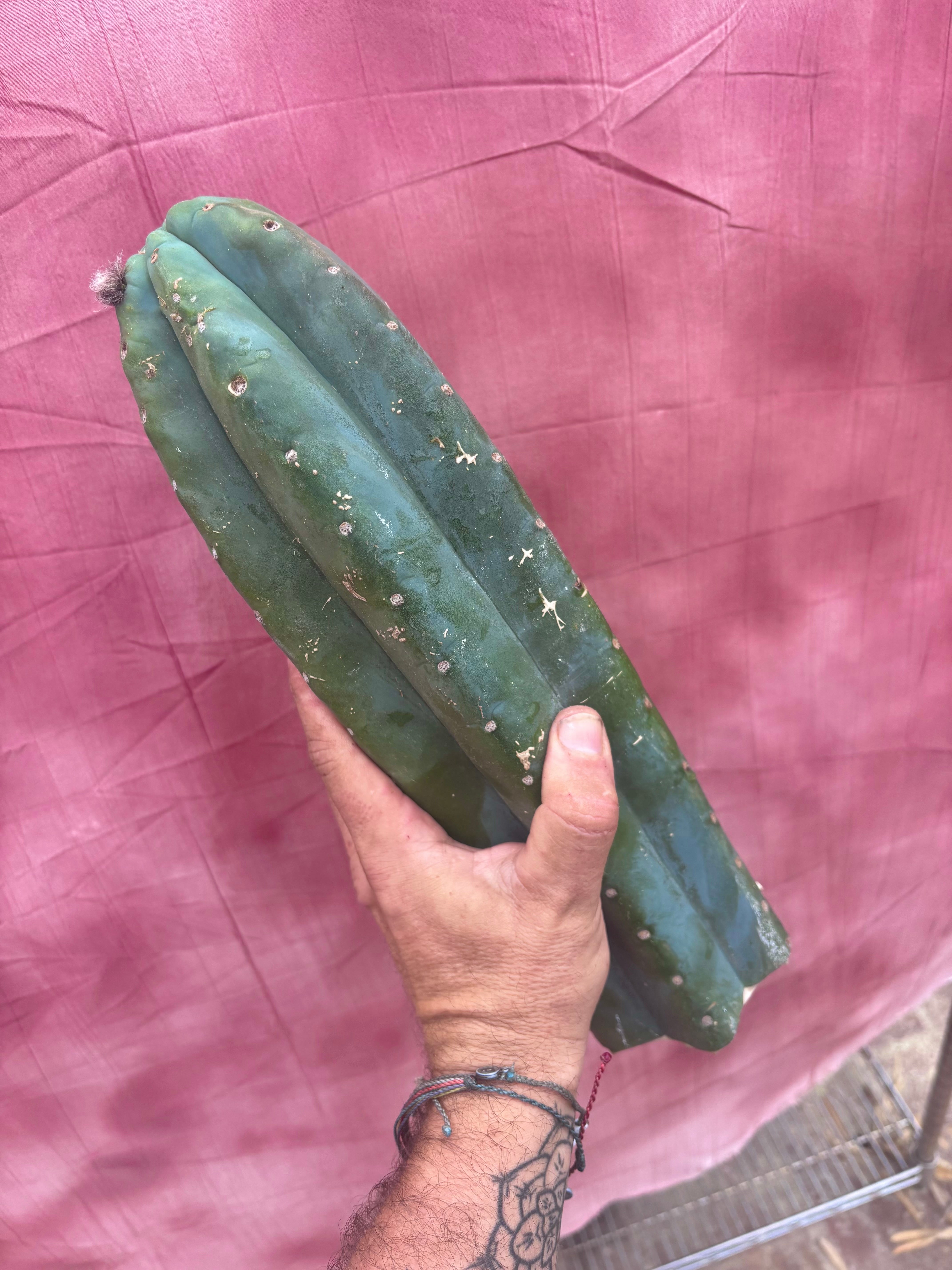 👑🌶️ Pierre — Magnum 14” Tip
