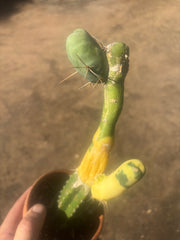 💎👑💎🌶️🌶️ TBM-b Variegated— Long Established Graft on Rooted Stock