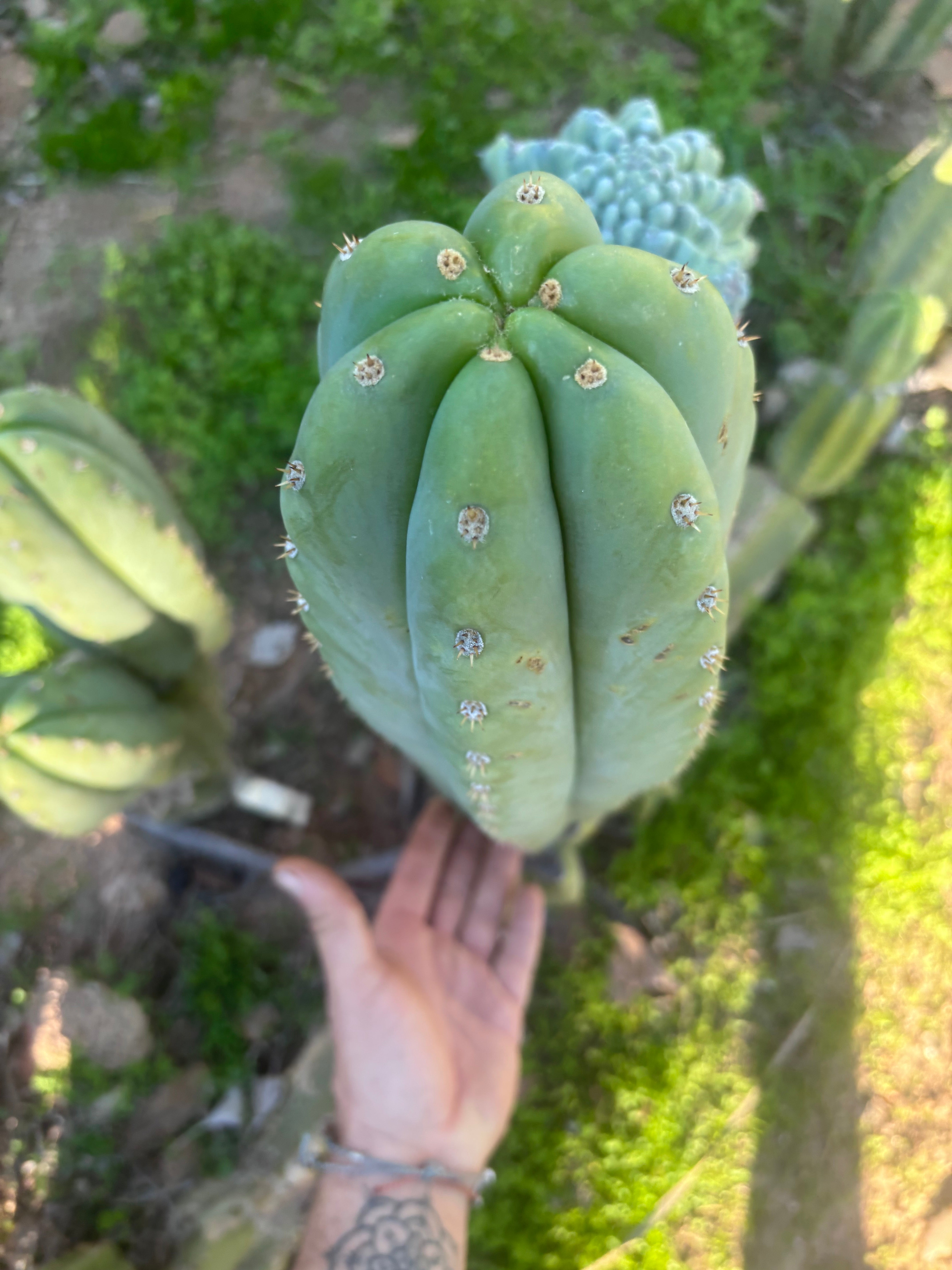 💎 Heynes x Sharxx  — Massive 16” Pup