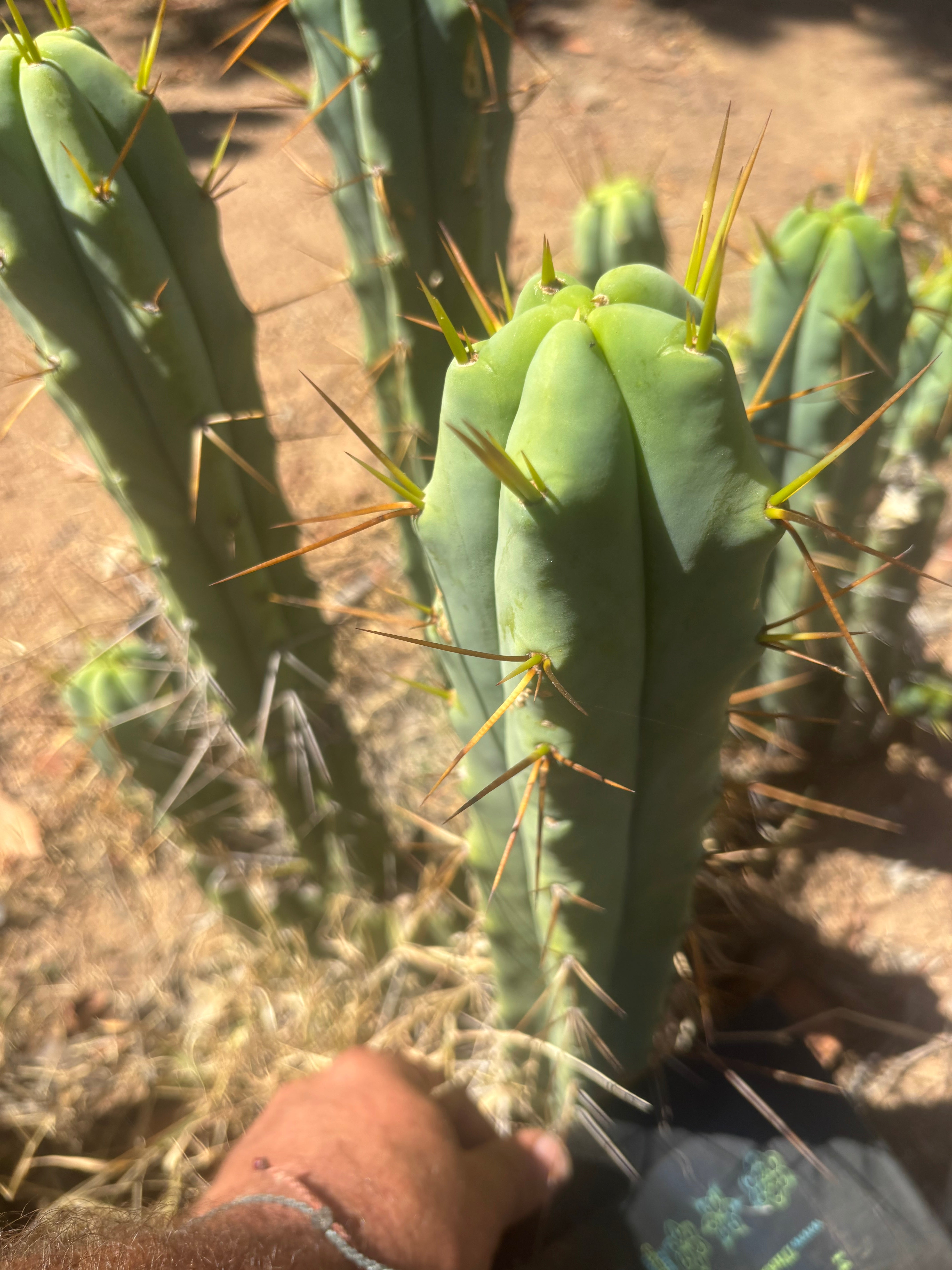 👑🌶️ Medicine Man — 14” Tip