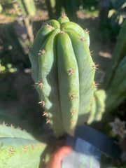 🌶️🌶️ NoidTwo — 10” Pup