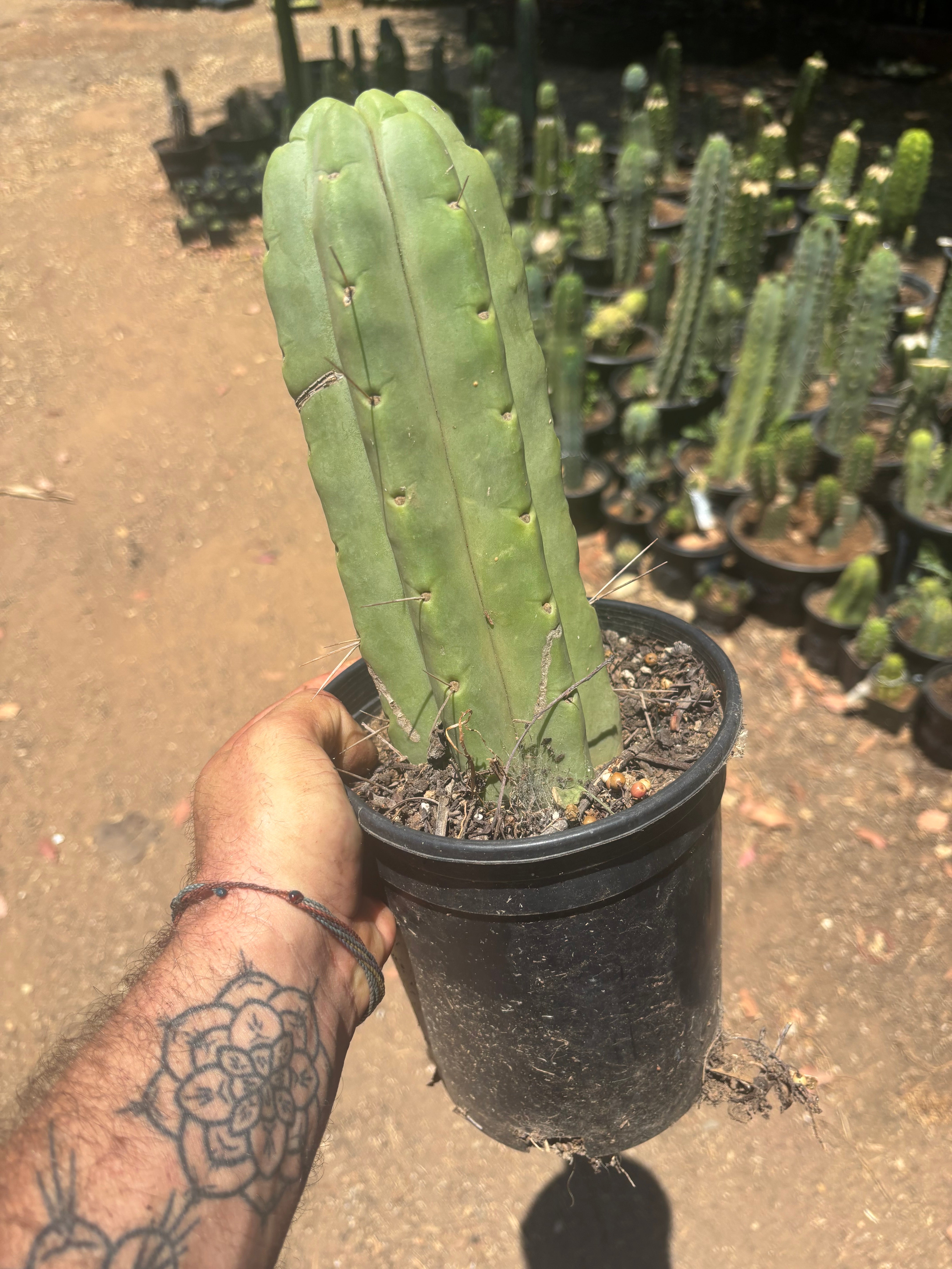 👑🌶️🌶️  Jiimz Twin — FAT Rooted 11” Tip