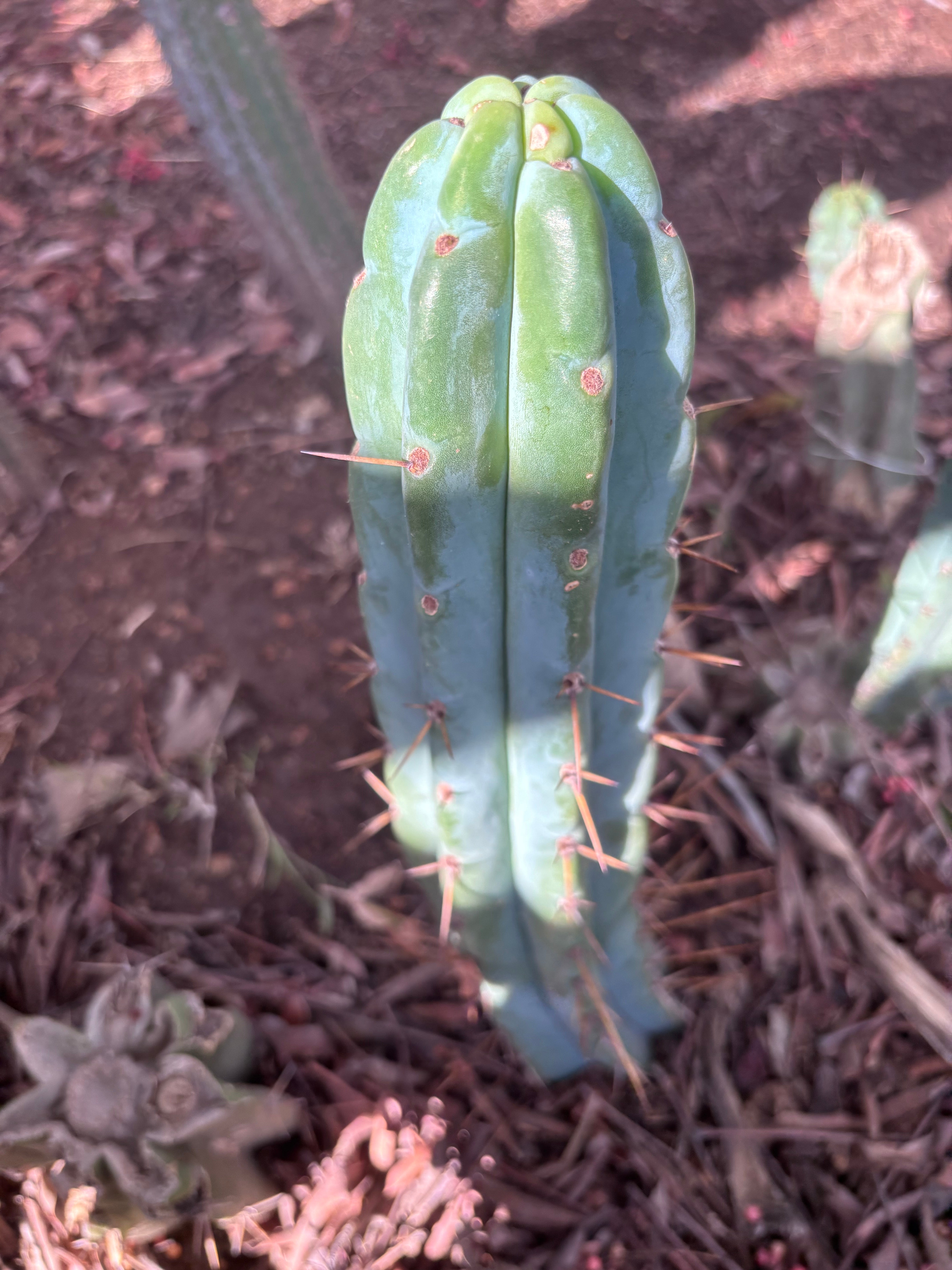 👑🌶️🌶️ Pala! — 8” Tip