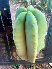 👑🌶️ Zulk — Fat 10” Melon