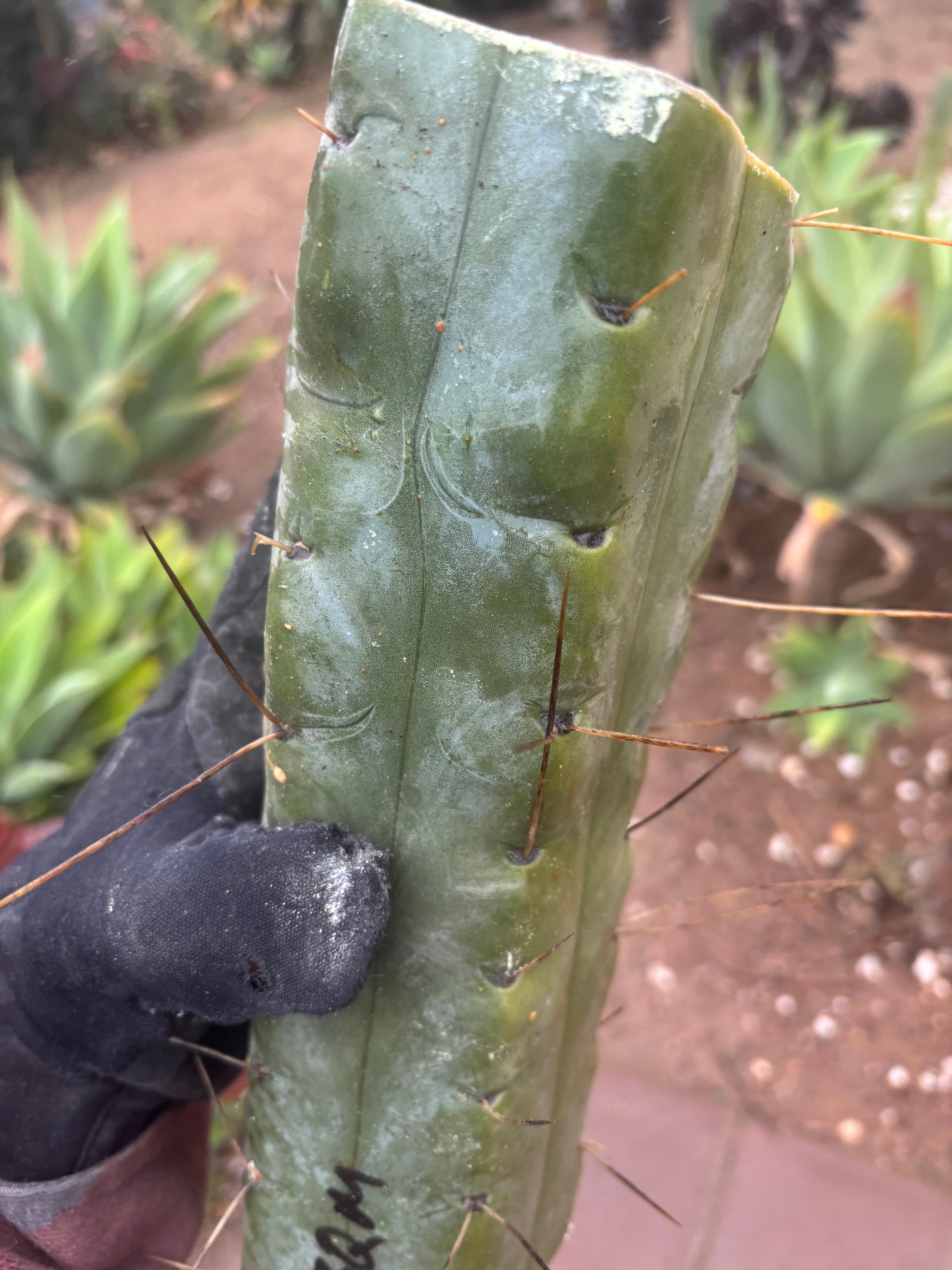 👑💎🌶️ TBQM  — Massive 12” Mid